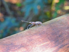 Naupactus xanthographus