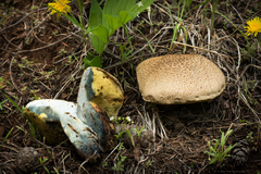 Caloboletus rubripes