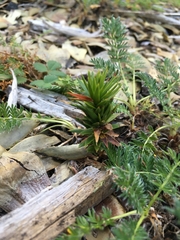 Araucaria araucana