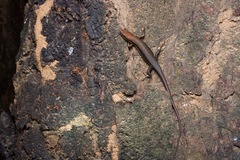 Trachylepis