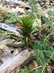 Araucaria araucana