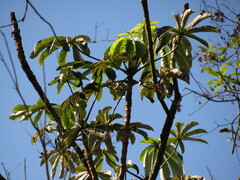 Cecropia pachystachya