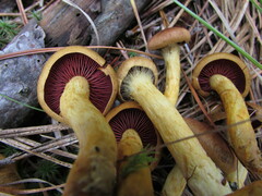 Cortinarius tinctorum