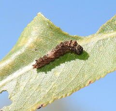 Limenitis