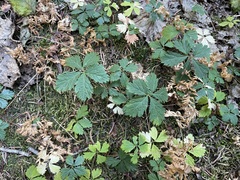 Rubus pedatus