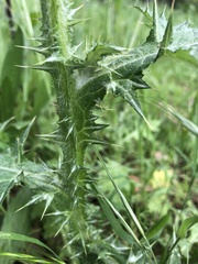 Carduus tenuiflorus