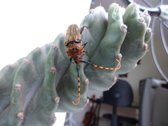 Retrachydes thoracicus