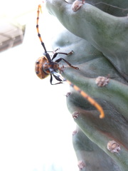 Retrachydes thoracicus