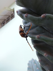 Retrachydes thoracicus
