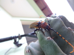 Retrachydes thoracicus
