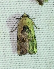 Elaphria chalcedonia