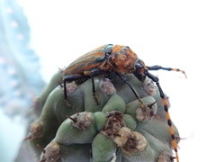 Retrachydes thoracicus