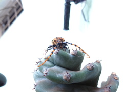 Retrachydes thoracicus