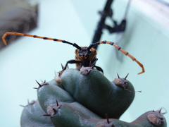 Retrachydes thoracicus