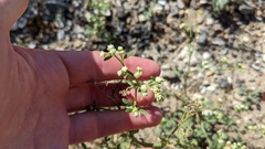 Parthenium hysterophorus