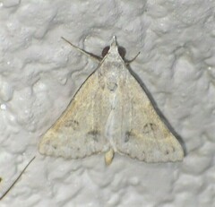 Hemeroplanis historialis