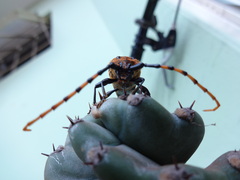 Retrachydes thoracicus