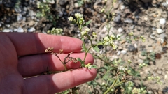 Parthenium hysterophorus