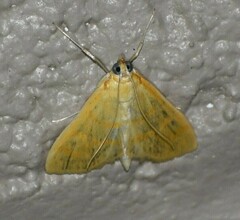 Loxomorpha flavidissimalis