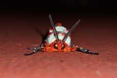 Trosia nigropunctigera