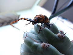 Retrachydes thoracicus