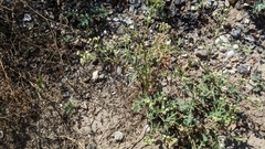 Parthenium hysterophorus