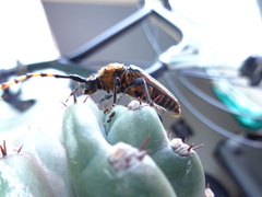 Retrachydes thoracicus