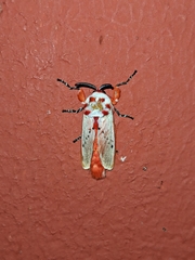 Trosia nigropunctigera