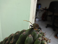 Retrachydes thoracicus