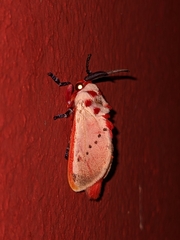 Trosia nigropunctigera