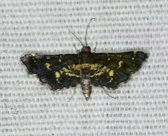 Eurrhyparodes lygdamis