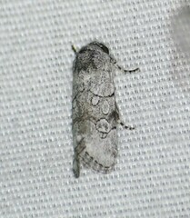 Sympistis sectilis