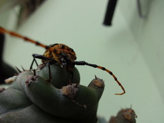 Retrachydes thoracicus