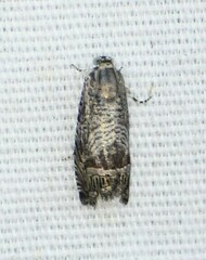 Ofatulena duodecemstriata