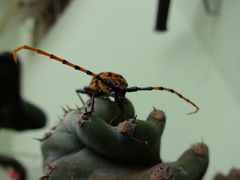 Retrachydes thoracicus