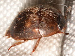 Amphicrossus ciliatus