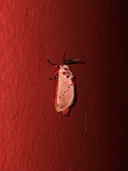 Trosia nigropunctigera