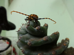 Retrachydes thoracicus