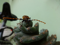 Retrachydes thoracicus