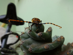 Retrachydes thoracicus