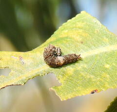 Limenitis