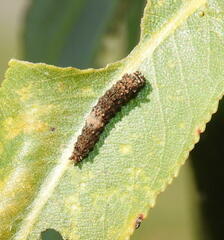 Limenitis
