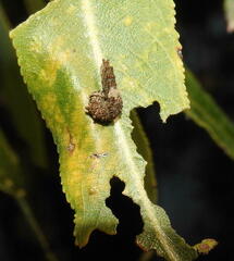 Limenitis