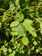 Stigmella anomalella