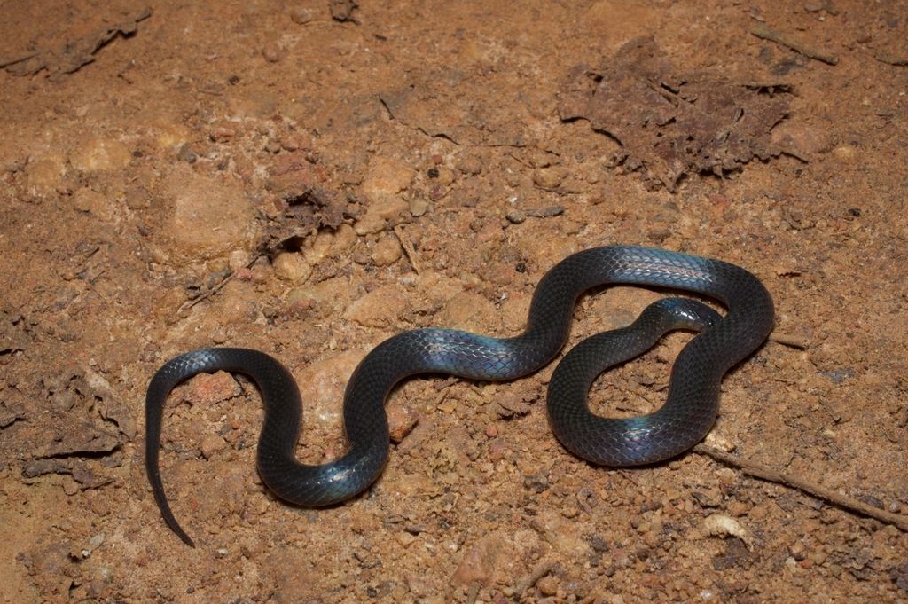 Aparallactus modestus (Энциклопедия змей) · BioDiversity4All