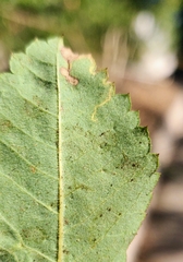 Stigmella anomalella