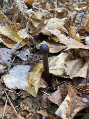 Tolypocladium longisegmentatum