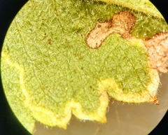Stigmella anomalella