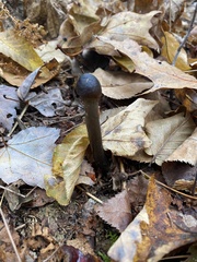 Tolypocladium longisegmentatum