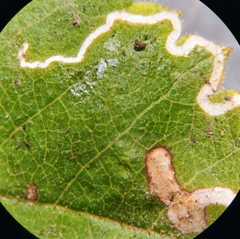 Stigmella anomalella